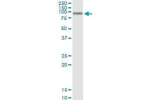 PDXDC1 MaxPab polyclonal antibody. (PDXDC1 Antikörper  (AA 1-788))