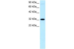 Western Blotting (WB) image for anti-Mesenchyme Homeobox 1 (MEOX1) antibody (ABIN2460537) (MEOX1 Antikörper)