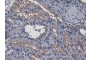 DAB staining on IHC-P; Samples: Porcine Kidney Tissue (APOA4 Antikörper  (AA 21-382))
