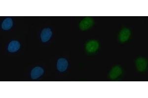 IF analysis of THAP11 using anti-THAP11 antibody (ABIN7599230). (THAP11 Antikörper  (AA 1-294))