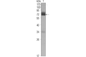 Western Blot showing CER1 antibody used against CER1 (aa18-267)-hIgGFc transfected HEK293 cell lysate (1). (CER1 Antikörper)