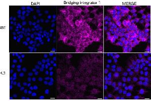 anti-Bridging Integrator 1 (BIN1) antibody