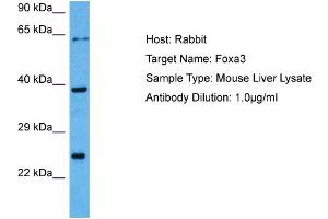 Host: Rabbit Target Name: FOXA3 Sample Tissue: Mouse Liver Antibody Dilution: 1ug/ml (FOXA3 Antikörper  (C-Term))