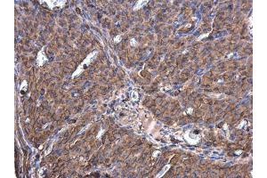 IHC-P Image beta Actin antibody detects beta Actin protein at cytoplasm in rat ovary by immunohistochemical analysis.