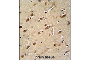 MYLK4 antibody (C-term) (ABIN652158 and ABIN2840571) immunohistochemistry analysis in formalin fixed and paraffin embedded human brain tissue followed by peroxidase conjugation of the secondary antibody and DAB staining. (MYLK4 Antikörper  (C-Term))