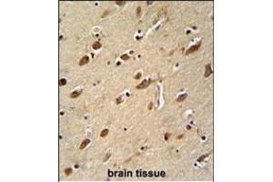 MYLK4 antibody (C-term) (ABIN652158 and ABIN2840571) immunohistochemistry analysis in formalin fixed and paraffin embedded human brain tissue followed by peroxidase conjugation of the secondary antibody and DAB staining. (MYLK4 Antikörper  (C-Term))