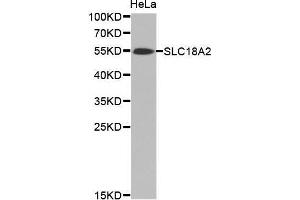 Western Blotting (WB) image for anti-Solute Carrier Family 18 (Vesicular Monoamine Transporter), Member 2 (SLC18A2) antibody (ABIN6219827) (SLC18A2 Antikörper)