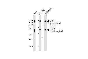 Western blot analysis of lysates from Hela,H cell line and human placenta tissue (from left to right),using LP1 Antibody (N-term) (ABIN388566 and ABIN2849737). (LAMP1 Antikörper  (N-Term))