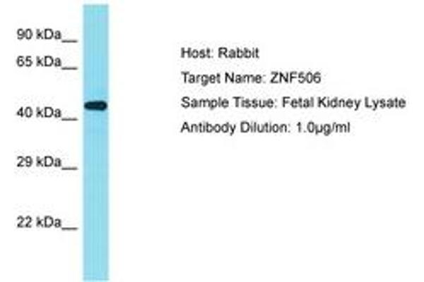 ZNF506 Antikörper  (AA 322-371)