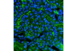 IF analysis of CD13/Anpep using anti-CD13/Anpep antibody (ABIN7602222). (CD13 Antikörper  (AA 642-965))