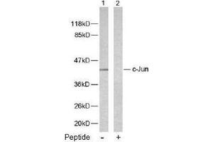 Image no. 1 for anti-Jun Proto-Oncogene (JUN) (Ser243) antibody (ABIN197137) (C-JUN Antikörper  (Ser243))