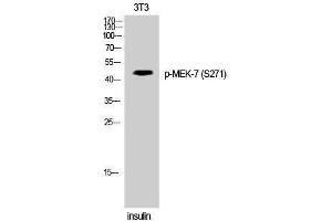 Western Blotting (WB) image for anti-Mitogen-Activated Protein Kinase Kinase 7 (MAP2K7) (pSer271) antibody (ABIN3173314) (MAP2K7 Antikörper  (pSer271))