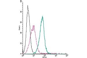 anti-Purinergic Receptor P2Y, G-Protein Coupled, 13 (P2RY13) (AA 266-281), (Extracellular) antibody (FITC)