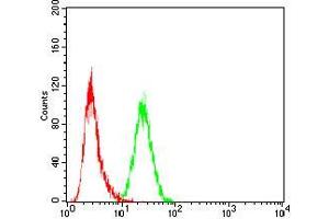 Flow cytometric analysis of Hela cells using SLINGSHOT-1L mouse mAb (green) and negative control (red). (SSH1 Antikörper  (AA 1032-1044))