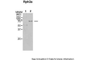 Sample Type: 1. (RPH3A Antikörper  (N-Term))
