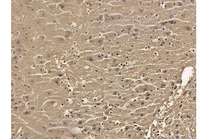 RASAL1 Mouse Monoclonal Antibody at 1/100 staining mouse brain tissue by IHC-P. (RASAL1 Antikörper)