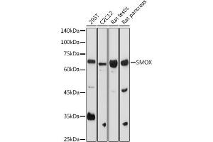 Western blot analysis of extracts of various cell lines, using SMOX antibody (ABIN6132875, ABIN6148142, ABIN6148143 and ABIN6215369) at 1:1000 dilution. (SMOX Antikörper  (AA 1-200))