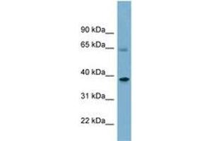 Image no. 1 for anti-Sorting Nexin 7 (SNX7) (AA 359-408) antibody (ABIN6741940) (Sorting Nexin 7 Antikörper  (AA 359-408))