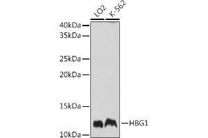 Western blot analysis of extracts of various cell lines, using HBG1 Rabbit pAb (ABIN7267610) at 1:1000 dilution. (HBG1 Antikörper  (AA 1-100))