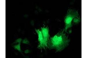 Anti-CDK2 mouse monoclonal antibody (ABIN2454567) immunofluorescent staining of COS7 cells transiently transfected by pCMV6-ENTRY CDK2 (RC200494). (CDK2 Antikörper)