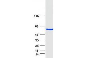 Validation with Western Blot (Annexin A11 Protein (ANXA11) (Transcript Variant A) (Myc-DYKDDDDK Tag))