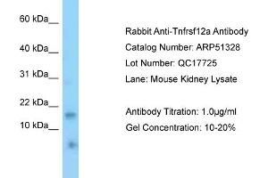 WB Suggested Anti-Tnfrsf12a Antibody   Titration: 1. (TNFRSF12A Antikörper  (N-Term))