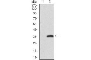 Western Blotting (WB) image for anti-CD24 Molecule (CD24) (AA 15-80) antibody (ABIN1846168)
