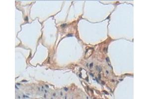 IHC-P analysis of Kidney tissue, with DAB staining. (TLR5 Antikörper  (AA 325-644))