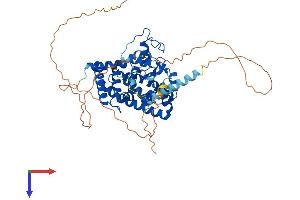 RORA Protein (AA 1-523) (His tag)
