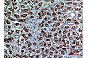 Immunohistochemistry (IHC) analysis of paraffin-embedded Human Kidney, antibody was diluted at 1:100. (Neuropilin 1 Antikörper  (Internal Region))