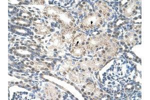 PRPF19 antibody was used for immunohistochemistry at a concentration of 4-8 ug/ml to stain Epithelial cells of renal tubule (arrows) in Human Kidney. (PRP19 Antikörper)
