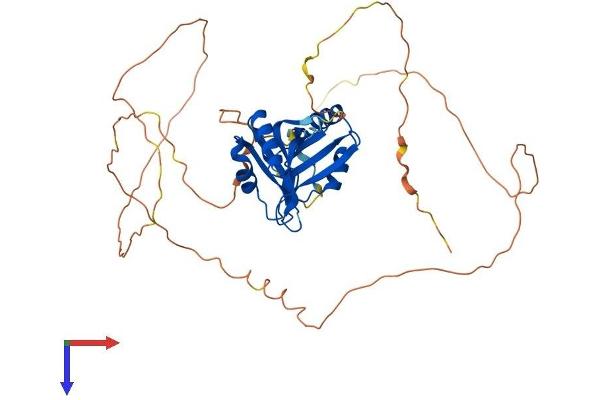 RBMS3 Protein (AA 1-431) (His tag)