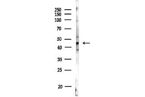 anti-GTP Binding Protein 5 (GTPBP5) (Internal Region) antibody