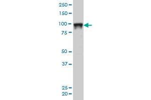 SFPQ monoclonal antibody (M02), clone 6D7 Western Blot analysis of SFPQ expression in Hela S3 NE . (SFPQ Antikörper  (AA 269-361))