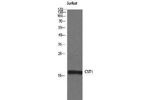 Western Blotting (WB) image for anti-Cystatin SN (CST1) (Internal Region) antibody (ABIN3174688) (CST1 Antikörper  (Internal Region))