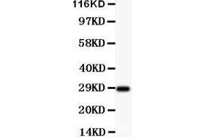 Anti-BDNF Picoband antibody,  All lanes: Anti-BDNF at 0. (BDNF Antikörper  (AA 129-247))