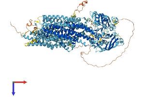 ABCC6 Protein (AA 1-1498) (His tag)