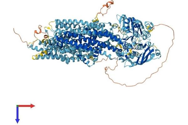 ABCC6 Protein (AA 1-1498) (His tag)