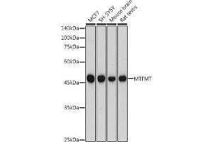 Western blot analysis of extracts of various cell lines, using MTFMT antibody (ABIN7268555) at 1:1000 dilution.