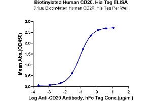 Immobilized Biotinylated Human CD20, His Tag at 1 μg/mL (100 μL/well) on the streptavidin precoated plate (5 μg/mL). (CD20 Protein (AA 141-188) (His-Avi Tag,Biotin))