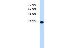 WB Suggested Anti-PIR Antibody Titration:  1. (Pirin Antikörper  (C-Term))