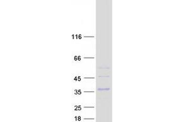 CLEC4E Protein (Myc-DYKDDDDK Tag)