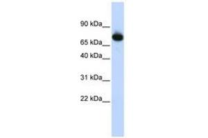Image no. 1 for anti-Zinc Finger Protein 278 (ZNF278) (AA 612-661) antibody (ABIN6740573)