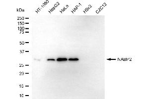 Western blotting analysis using NABP2 antibody (ABIN7800352). (SSBP1 Antikörper)