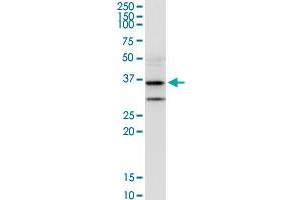 Western Blotting (WB) image for anti-Asparagine-Linked Glycosylation 5, Dolichyl-Phosphate beta-Glucosyltransferase Homolog (S. Cerevisiae) (ALG5) (AA 1-324) antibody (ABIN949237)