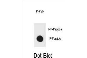 Dot blot analysis of mouse TSC2 Antibody (Phospho ) Phospho-specific Pab (ABIN1881937 and ABIN2839933) on nitrocellulose membrane. (Tuberin Antikörper  (pSer1155))