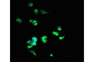 Immunofluorescence (IF) image for anti-Solute Carrier Family 25 (Mitochondrial Carrier, Adenine Nucleotide Translocator), Member 4 (SLC25A4) (AA 40-102) antibody (ABIN7170195)