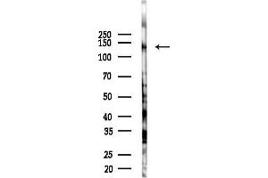 anti-Insulin Receptor Substrate 4 (IRS4) (C-Term) antibody