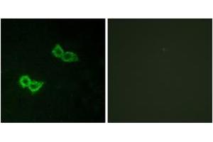 Immunofluorescence (IF) image for anti-G Protein-Coupled Receptor 150 (GPR150) (AA 51-100) antibody (ABIN2890851) (GPR150 Antikörper  (AA 51-100))
