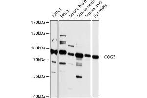 Western blot analysis of extracts of various cell lines, using COG3 antibody (ABIN7266485) at 1:1000 dilution. (COG3 Antikörper  (AA 1-300))
